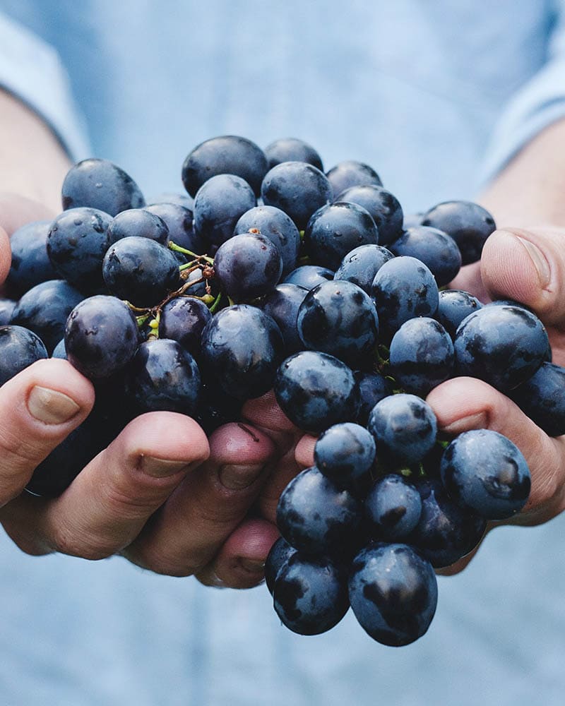 holding grapes to make wine